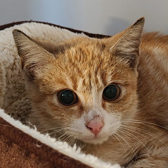 Pompidou - Chat Européen à adopter