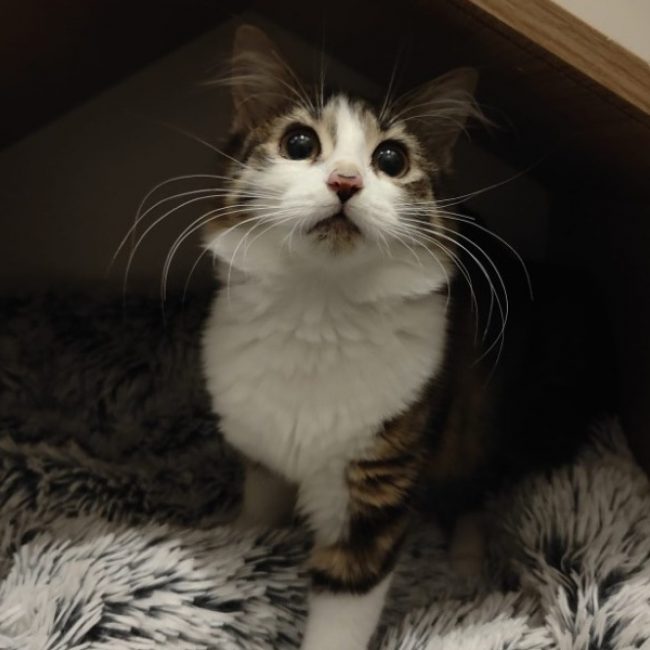 Perle - Chat Européen à adopter