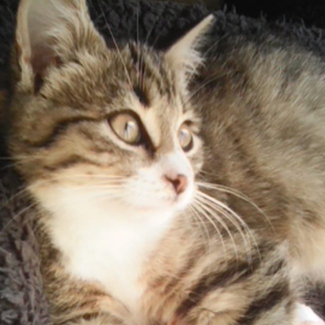 Gribouille - Chat Européen à adopter