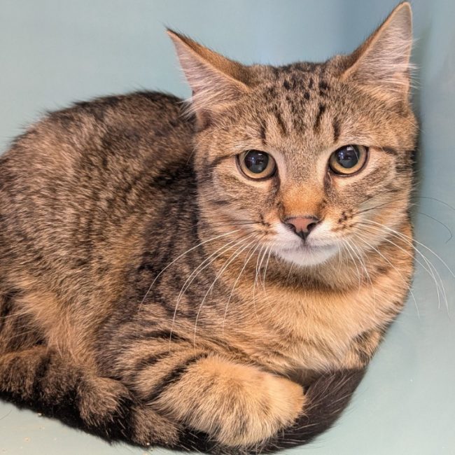 Jake - Chat Européen à adopter