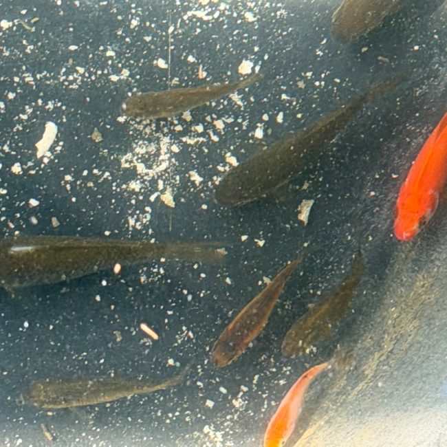 Poisson