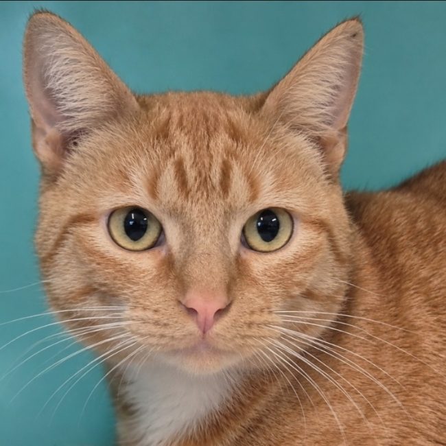 Gulliver - Chat Européen à adopter