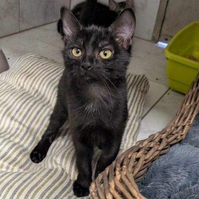 Mana - Chat Européen à adopter