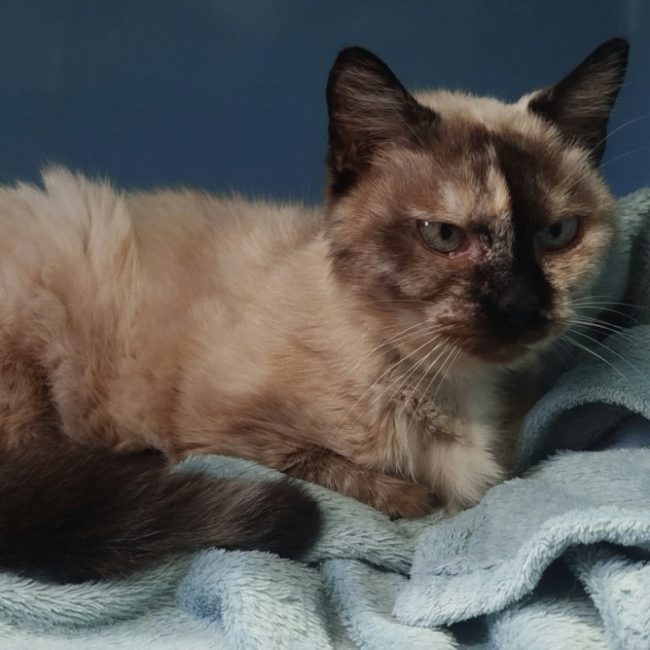 Fouille - Chat Siamois à adopter