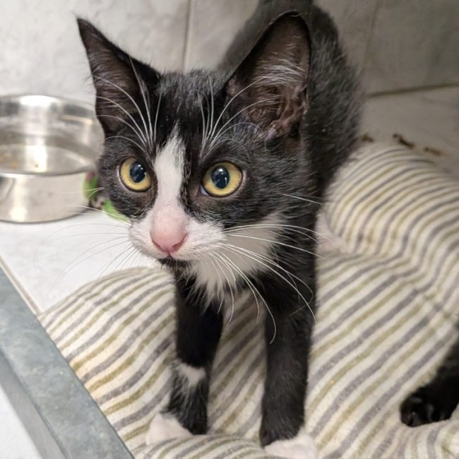 Loki - Chat Européen à adopter