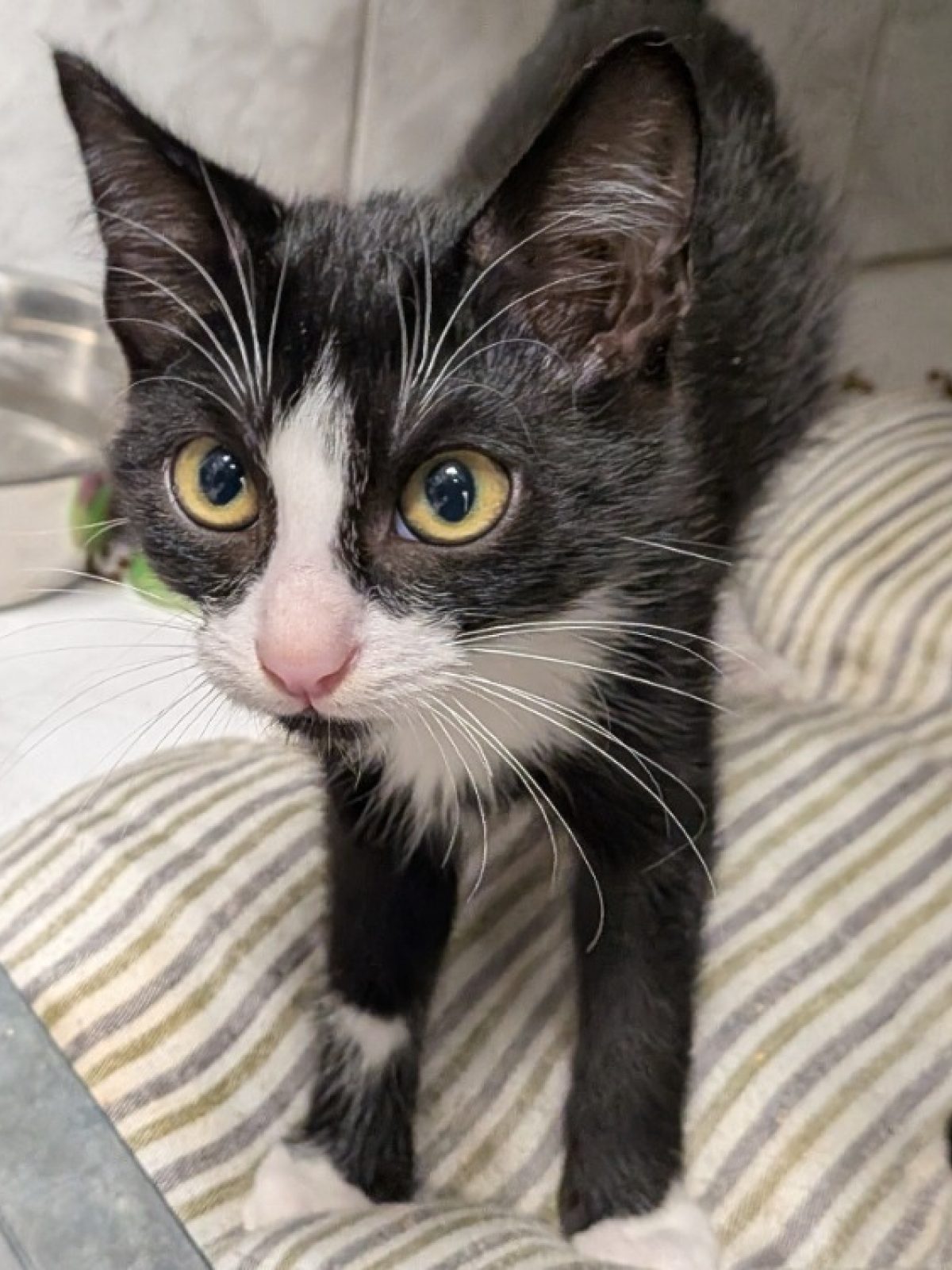Loki - Européen à adopter à Laon (02)