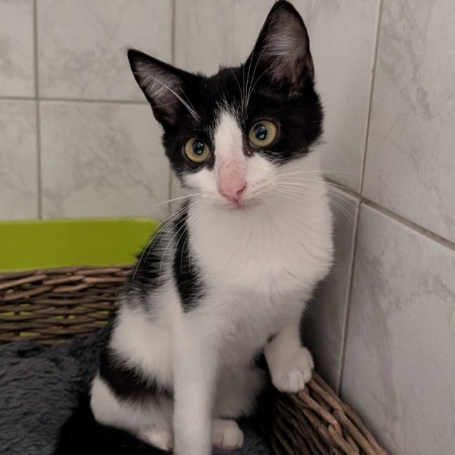 Kenya - Chat Européen à adopter