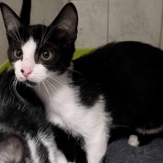 Bali - Chat Européen à adopter
