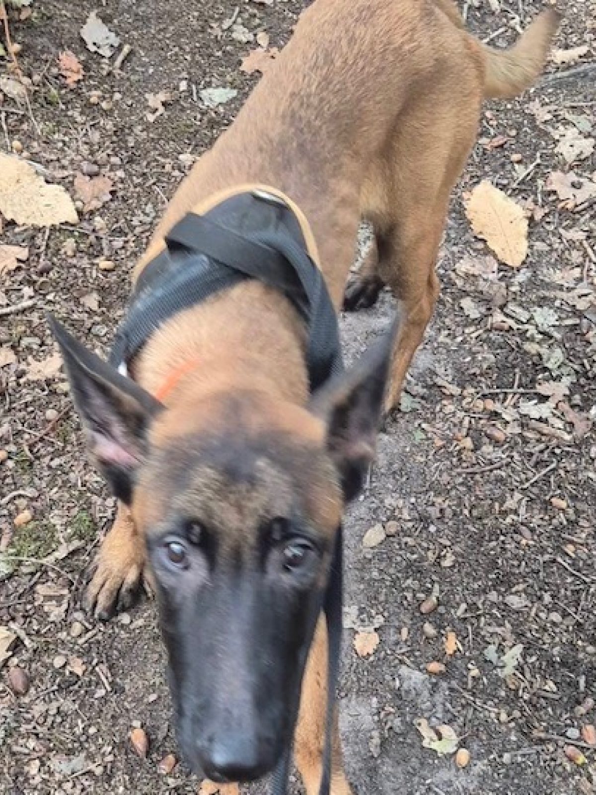 Fuego - Berger Belge Malinois à adopter à Plaisir (78)