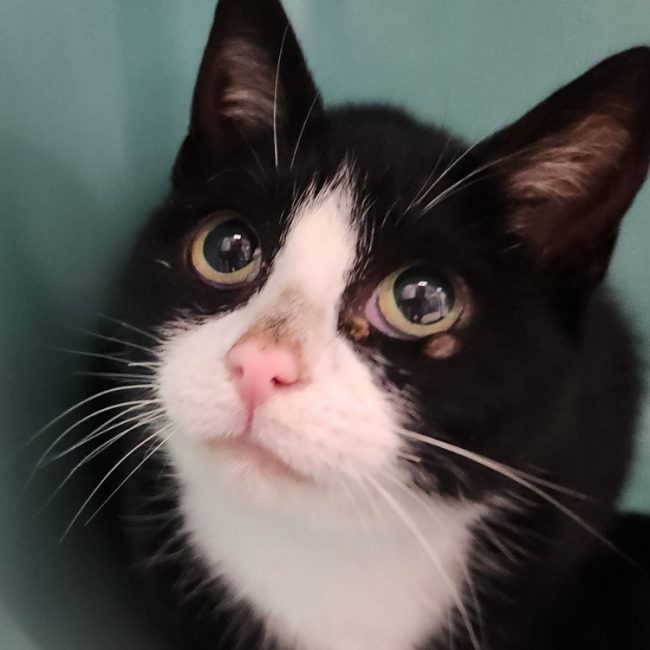 Thaya - Chat Européen à adopter