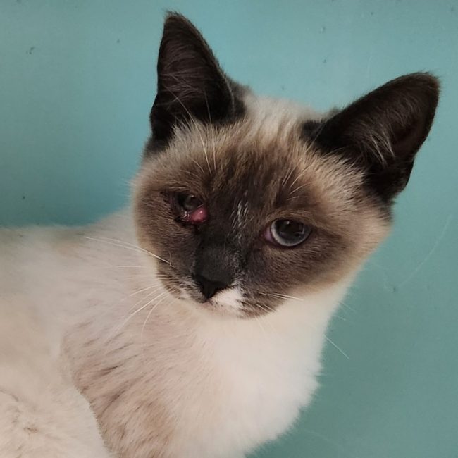 PaÏ - Chat Européen à adopter