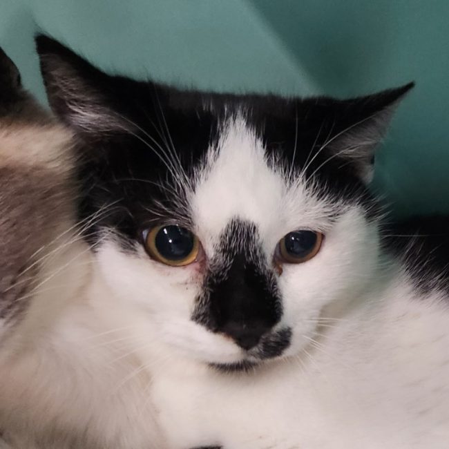 Aran - Chat Européen à adopter