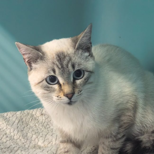 Faribole - Chat Européen à adopter