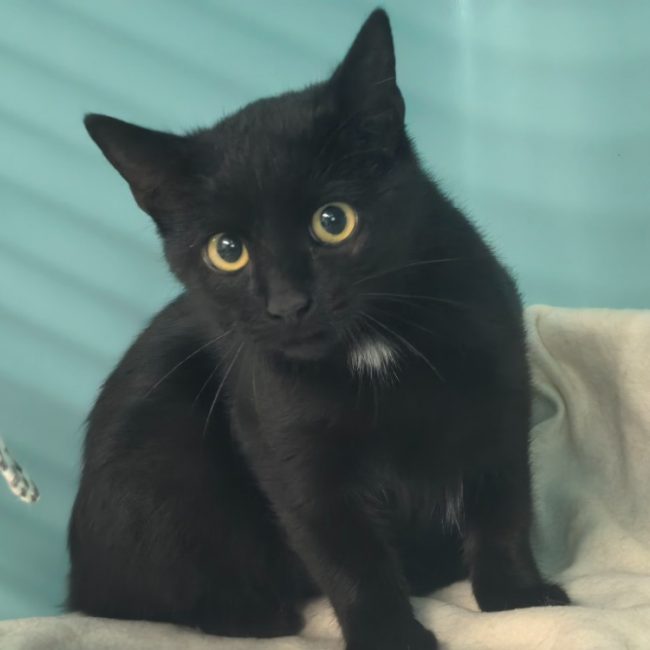 Carambole - Chat Européen à adopter