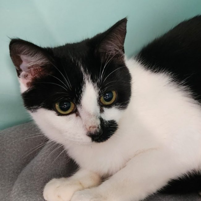 Chandra - Chat Européen à adopter