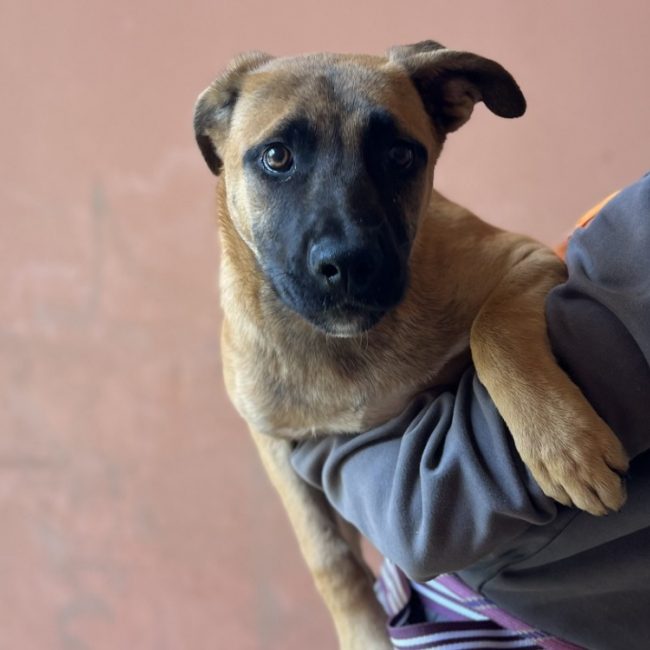 Hiccup - Chien à adopter