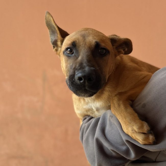 Krokmou - Chien à adopter