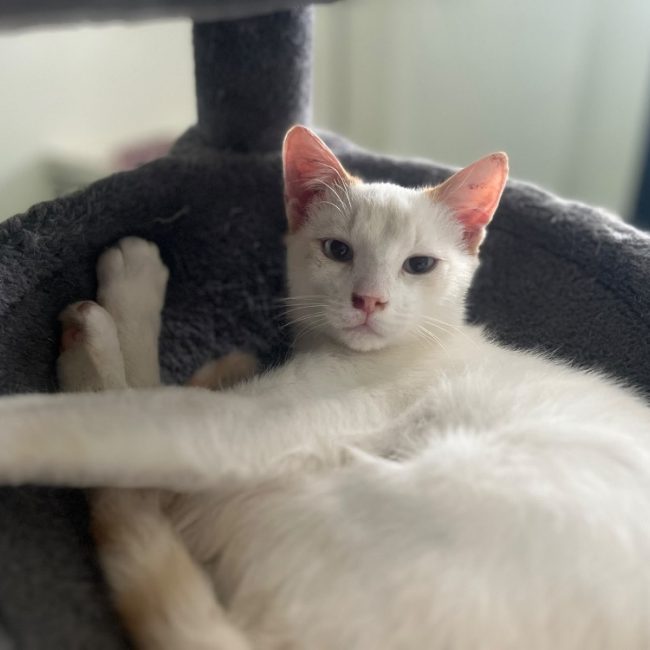 Crème - Chat Européen à adopter