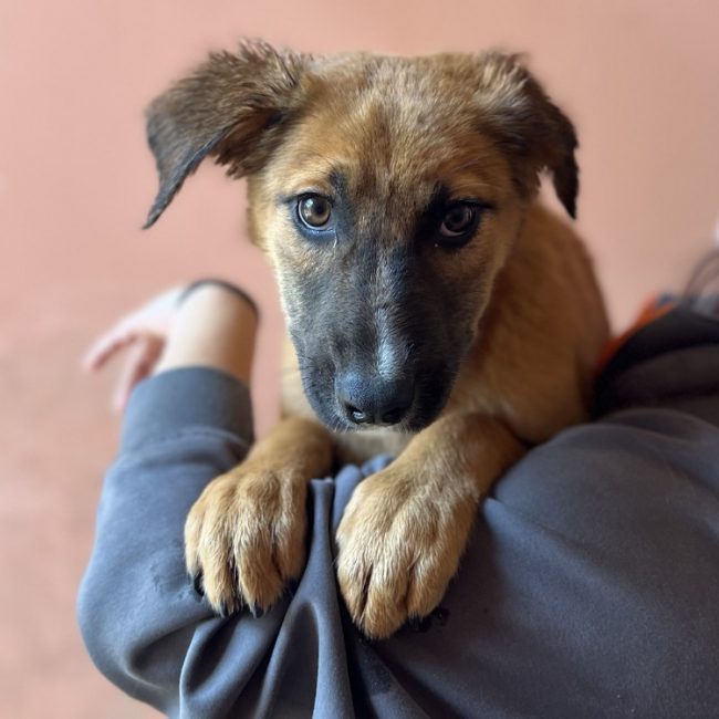 Astrid - Chien à adopter
