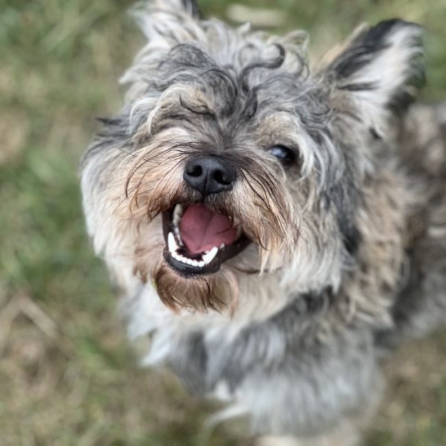 Aylan - Chien à adopter