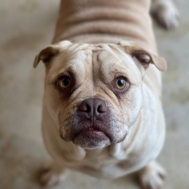 Messi - Chien à adopter