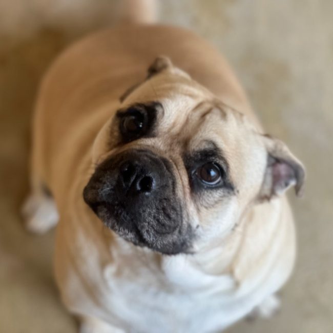 Ronaldo - Chien à adopter
