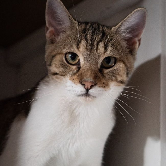 Jacob - Chat Européen à adopter