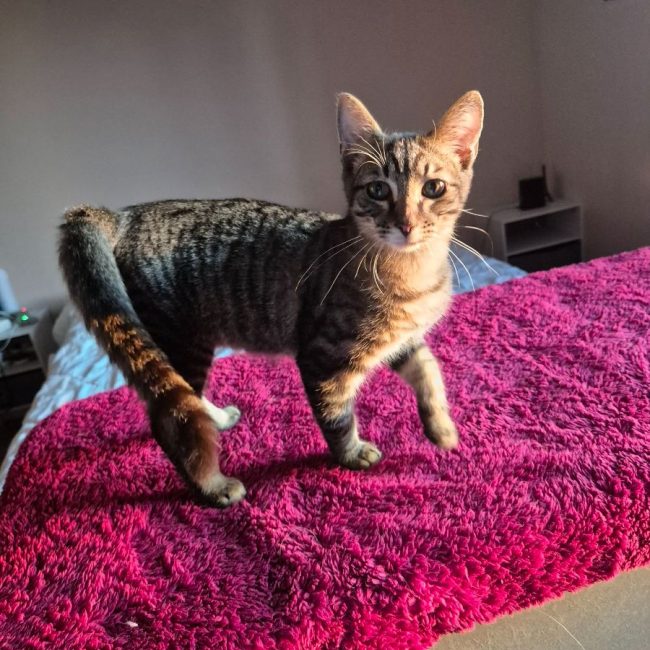 Mouche - Chat Européen à adopter