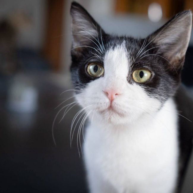 Mulan - Chat Européen à adopter