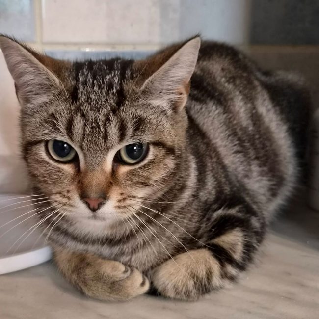 Merlin - Chat Européen à adopter