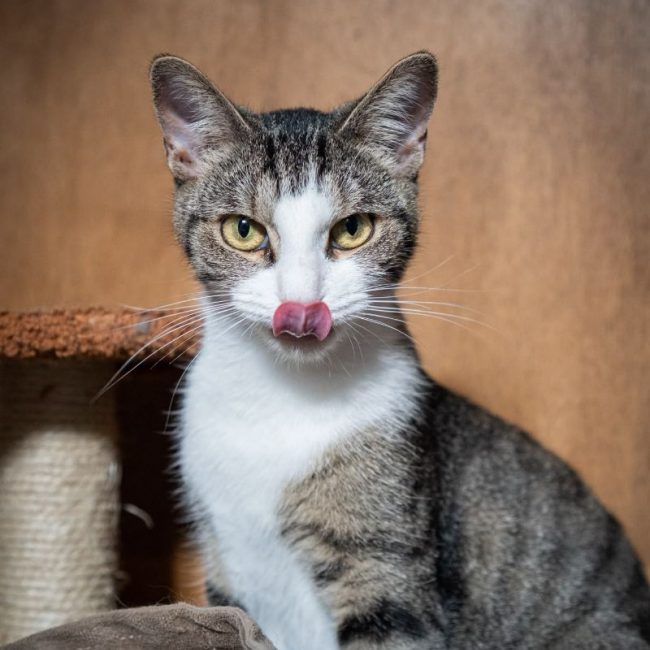 Sacha - Chat Européen à adopter
