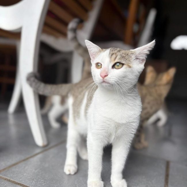 Suzanne - Chat Européen à adopter