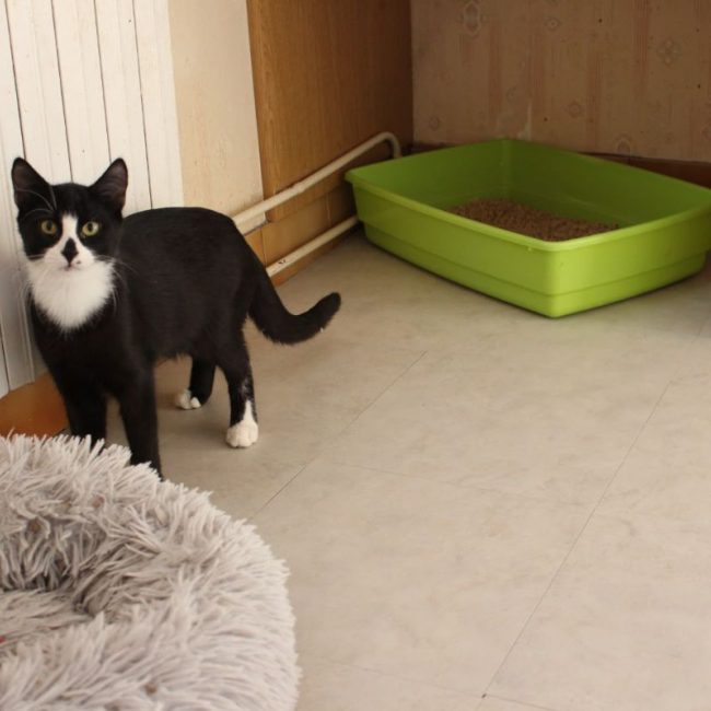 Zorro - Chat Européen à adopter