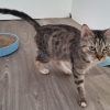 Henriette