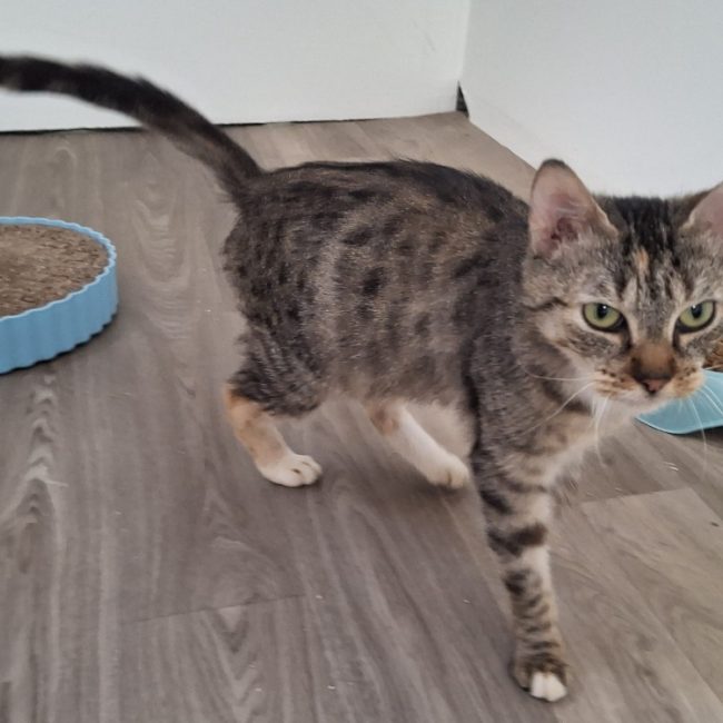 Henriette