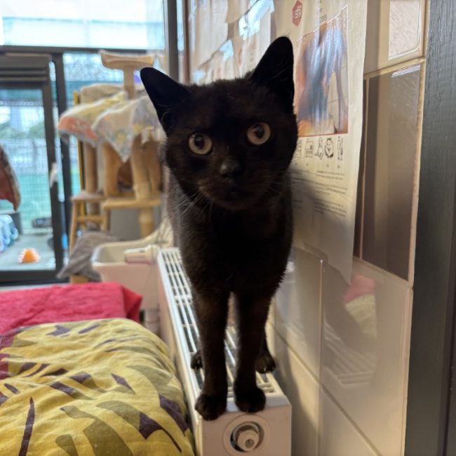 Mercredi - Chat Européen à adopter
