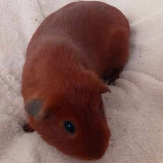 Caramel