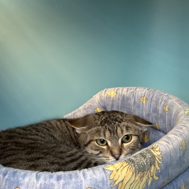 Roquemaure - Chat à adopter