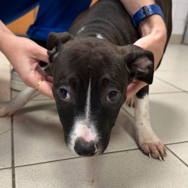 Bowie - Chien à adopter