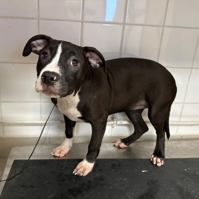 Bazaar - Chien à adopter