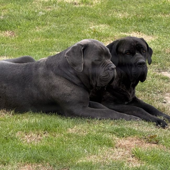 Ulan - Chien Cane Corso à adopter