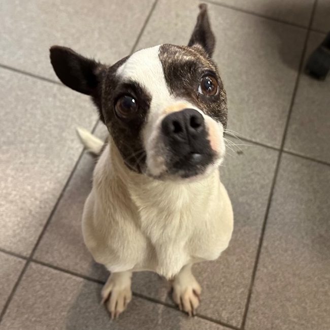 Samousa - Chien Chihuahua à adopter