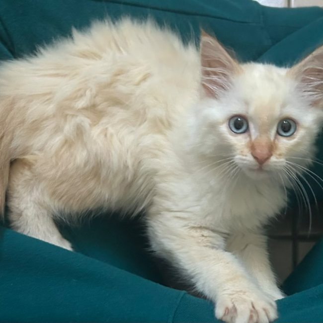 Soho - Chat Européen à adopter