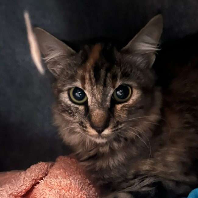 Brewklyn - Chat Européen à adopter