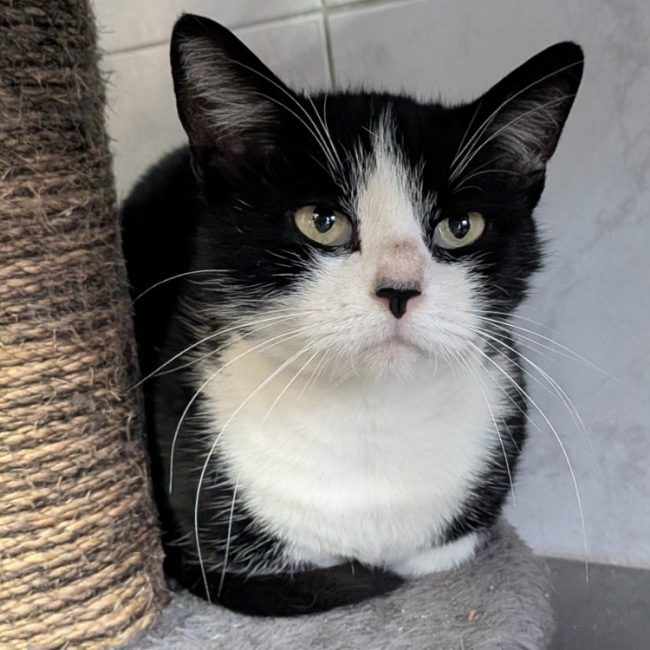 Valie - Chat Européen à adopter