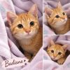 Badiane