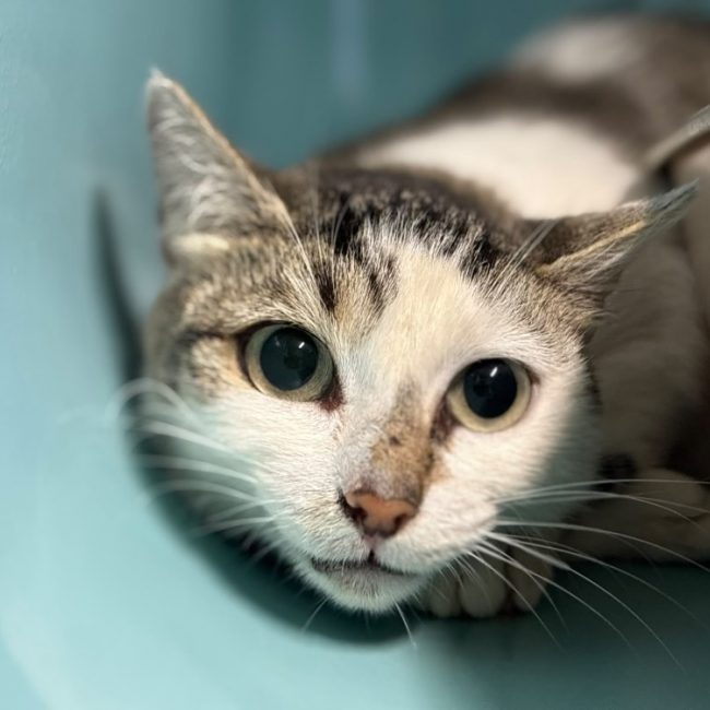 Vela - Chat Européen à adopter