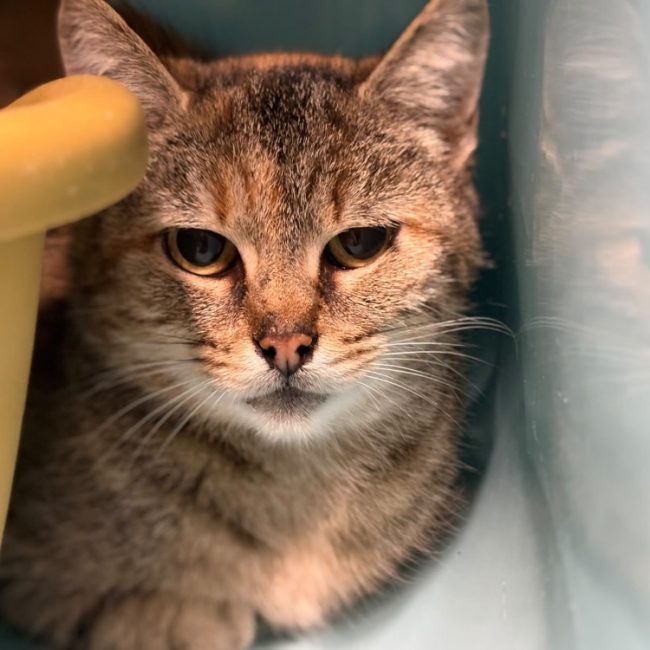 Filipi - Chat Européen à adopter