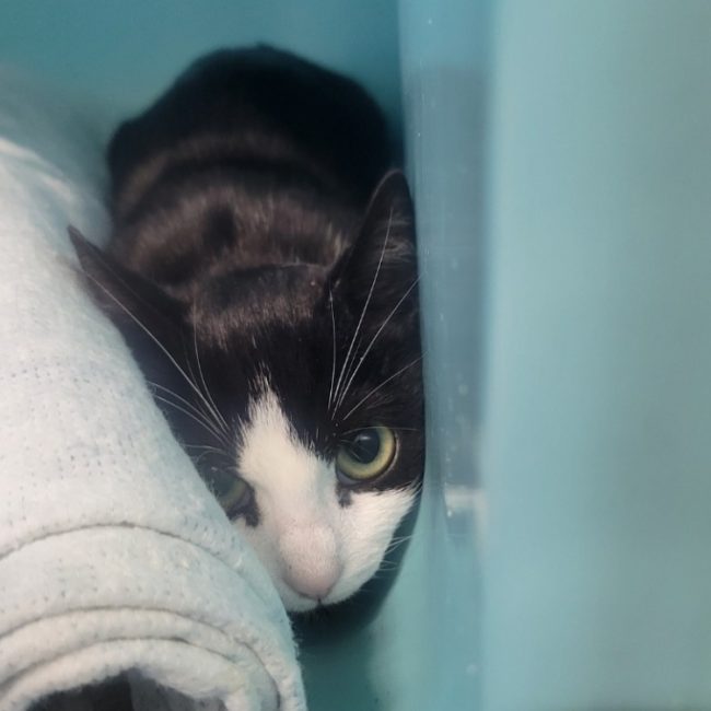 Biscotte - Chat Européen à adopter