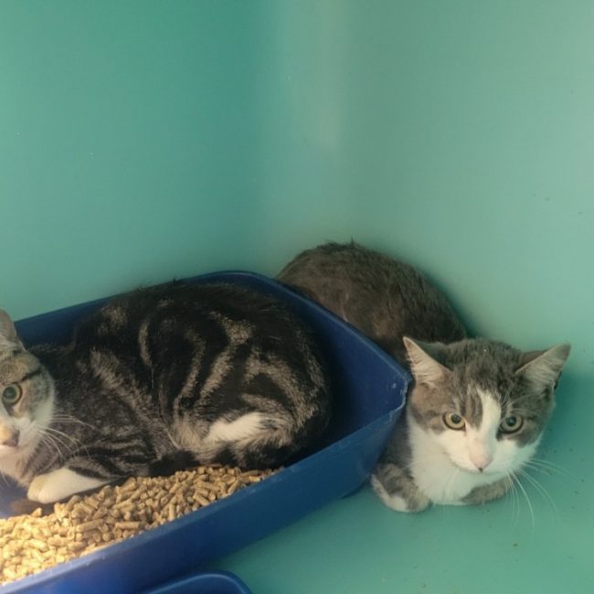 Craquotte - Chat Européen à adopter